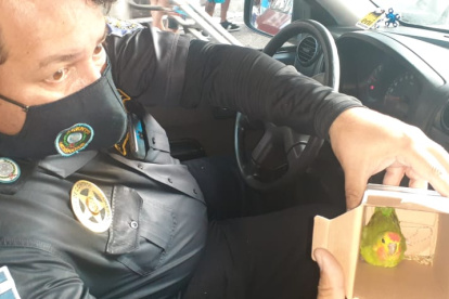 Hecho. En esa caja fue encontrado el loro, el pasado martes en las calles de la ciudad.