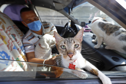 Luego de movilizar a sus mascotas, Sonny aspira el interior del auto, lo desinfecta y aromatiza.