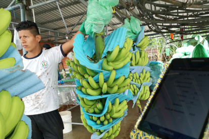 El cultivo ayuda al agricultor a tener ingresos mientras este se desarrolla. El precio depende de la época y se lo vende en el mercado interno.