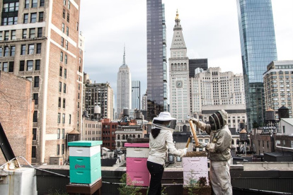 Apicultura en el corazón de Nueva York.