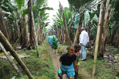 En esta época poca fruta sale de buena calidad.