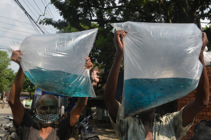 Siliguri (India). Trabajadores municipales sostienen en una bolsa de plástico peces de la variedad guppy, que se usa para comer larvas de mosquitos. Deben soltar las larvas en los desagües.