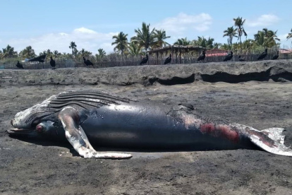 Un aspecto del ballenato varado. Afirman que no mide más de cinco metros.