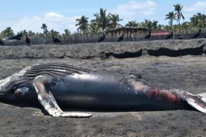 Hace dos días, el ballenato aterrizó muerto en la playa.