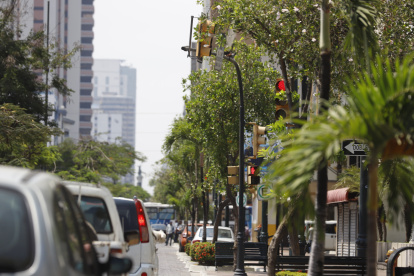 Avenida 9 de Octubre. Este es el panorama en varios tramos: semáforos, letreros y señales que no se ven a causa de la copa de los árboles o sus ramas.