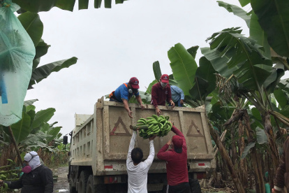 El Ministerio comenzó a comprar racimos.
