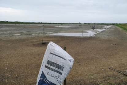 Muchos camaroneros abandonaron sus piscinas.