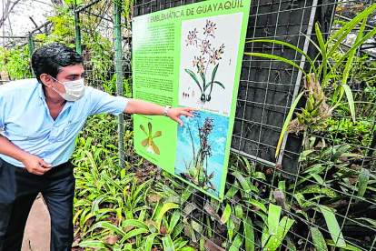 Flora. Boris Briones, director técnico del Jardín, muestra la orquídea que representa a Guayaquil.
