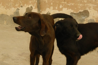 Brauni, el can de la izquierda es el can que salvó a la habitante. El dueño del can asegura que el perro es manso.