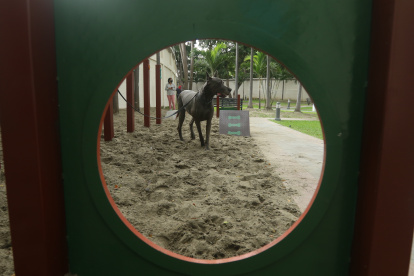 Alfonso, un gran danés, se ejercita en la cancha de agilidad de La Puntilla.