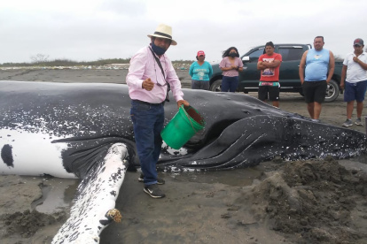 Los moradores intentan mantener vivo al mamífero hasta que lleguen las autoridades.
