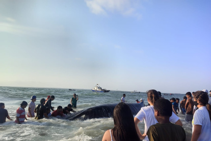 Comuneros lograron que el animal se retire de la playa de la isla.