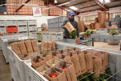 Las florícolas del país registran millonarias pérdidas tras la pandemia. Ahora esperan que EE.UU. concrete para el sector una ayuda arancelaria.