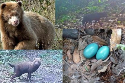 Hay varios animales que son difíciles de ver y registrar en lo extenso de bosques y junglas. Para eso están las cámaras ocultas.