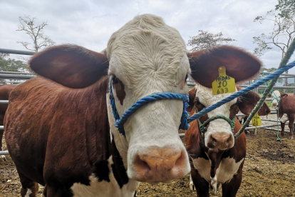La ganadería siguió durante la pandemia.
