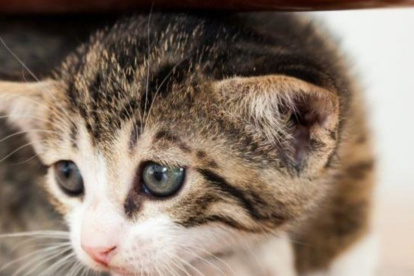 Foto referencial. El caso del gato maltratado quedó registrado en un video.