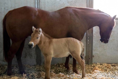 Kurt, el clon de caballo de Przewalski, al lado de su madre de alquiler.
