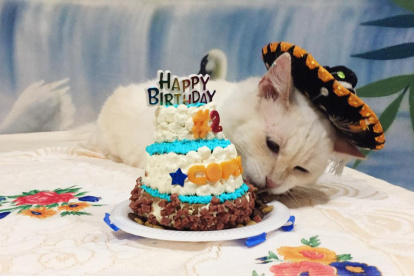 Con su gorrito de charro, Copito fue agasajado por su familia gatuna.