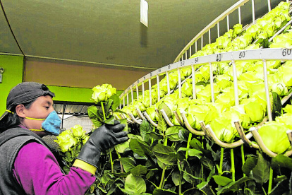 El sector florícola fue uno de los más afectados por la crisis de la pandemia de COVID-19.

En la doro Mercedes Chicaiza 

Quito 18 de Junio del 2015 . Angelo Chamba. (ag-extra ag-expreso ag-quito)