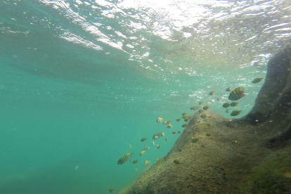Los océanos absorben alrededor del 30% del dióxido de carbono presente en la atmósfera y al entrar en contacto con el agua del mar se produce este afectación.
