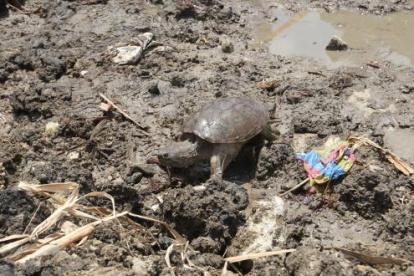 Esta tortuga mordedora también fue llevada a Parque Lago.