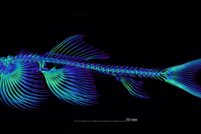 Imagen de la estructura esquelética de la Cryptotora thamicola.