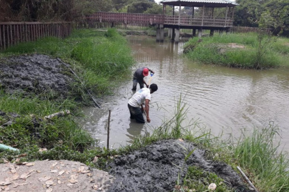 Los comuneros hicieron una minga a finales de agosto en el estanque de los cocodrilos.
