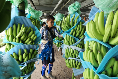 El banano representó importantes ingresos para el país en medio de la pandemia.
