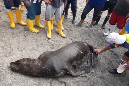 El lobo marino apareció esta mañana en el puerto pesquero de Santa Rosa.