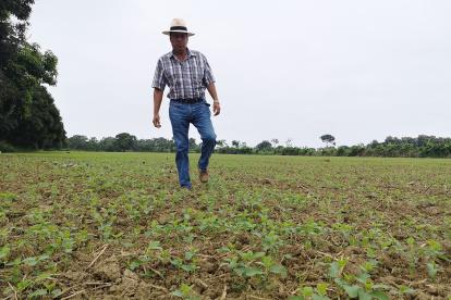 La siembra de soja se ha reducido.