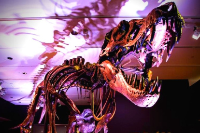Una imagen del tiranosaurio rex a ser subastado. Tiene una antigüedad de 67 millones de años.