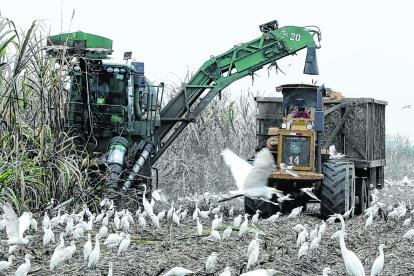 El pago de la caña se hace con retraso.