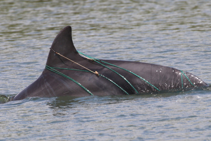 Algunas artes de pesca, el ruido y el choque con embarcaciones, así como las descargas contaminantes al estuario, afectan a los delfines del Golfo de Guayaquil.