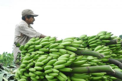 La cartera de Estado envío banano para la alimentación del ganado.