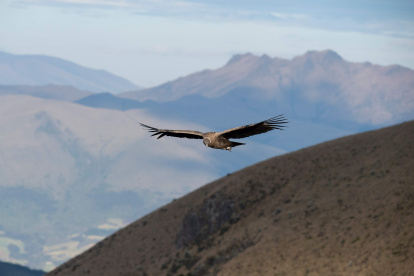 Una hembra de cóndor andino (Vultur gryphus) sobrevuela la reserva privada Chakana de la fundación Jocotoco, en las faldas del volcán Antisana, a 50 km al sureste de Quito.