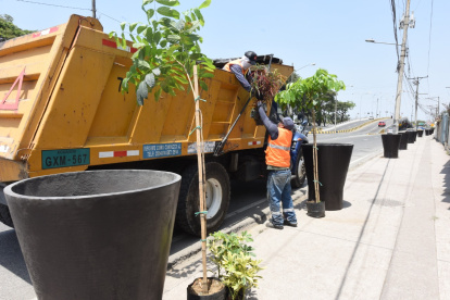 Hecho. Los árboles fueron plantados en un tramo de la avenida Barcelona.