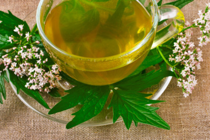 El té de valeriana debe tomarse tibio y preferentemente 30 minutos antes de acostarse.