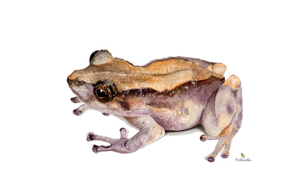 Pristimantis matildae
