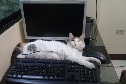 Gabriela Alvear guarda decenas de fotos de gatos, entre los suyos y los rescatados.