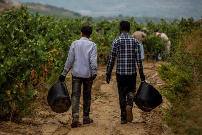 Temporeros pakistaníes trabajan en la vendimia en la localidad de Lapuebla de Labarca, en la Rioja Alavesa.