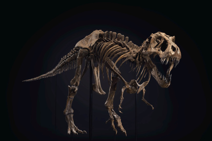 Fotografía cedida por Christie"s donde aparece Stan, de nombre científico BHI 3033, un esqueleto de Tiranosaurio rex de casi cuatro metros de alto y otros doce desde la cabeza a la última vértebra de la cola, procedente del Instituto de Investigación Geológica Black Hills en Dakota del Sur, que logró un récord de venta durante una subasta de esta casa este martes por la noche en Nueva York. El T. Rex Stan, bautizado con ese nombre en honor a su descubridor, el paleontólogo Stan Sacrison, arrasó este martes en una subasta celebrada por Christie"s en Nueva York, donde alcanzó un precio de 31,8 millones de dólares, quintuplicando su precio estimado. EFE/Christie"s /SOLO USO EDITORIAL /NO VENTAS /CRÉDITO OBLIGATORIO A CHRISTIE"S