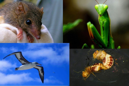 La reproducción en las especies consta de una serie de acciones que es digna de conocer.