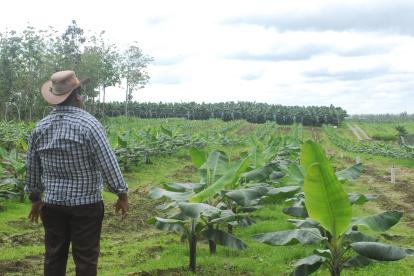 En las provincias de Los Ríos y Guayas es donde más se plantaron nuevas hectáreas de bananeras al margen de la ley.