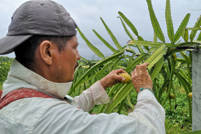 Ecuador exporta pitahaya amarilla a Hong Kong.