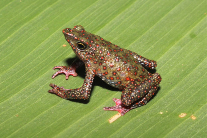La Atelopus moropukaqumir o rana arlequín de Ayacucho es una nueva especie para la ciencia.