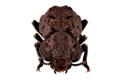 Ejemplar de escarabajo acorazado.