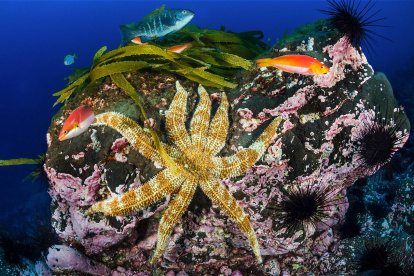 Parque Marino Nazca Desventuradas.