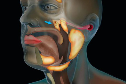 Para confirmar el descubrimiento, los expertos dicen que necesitarán expandir y diversificar su muestreo.