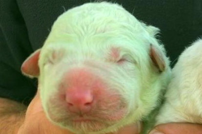 Una foto de Pistacchio, el perro que nació de color verde.