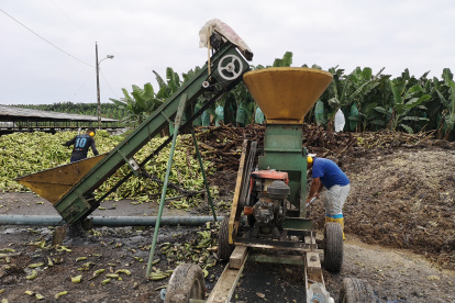 Nueva política implementa el Ministerio de Agricultura para el banano.